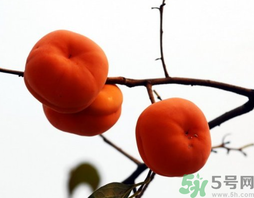 吃柿子會(huì)胖嗎？柿子吃多了會(huì)胖嗎？