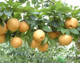 吃豐水梨的好處？豐水梨好吃嗎？