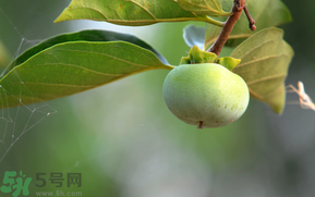 孕婦可以吃青柿子嗎？青柿子孕婦可以吃嗎？