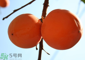 為何叫懶柿子？懶柿子的營養(yǎng)價(jià)值？