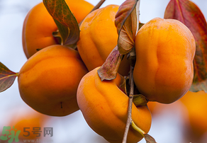 為何叫懶柿子？懶柿子的營養(yǎng)價(jià)值？