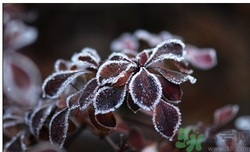霜降為什么要吃柿子？霜降吃柿子有什么好處？