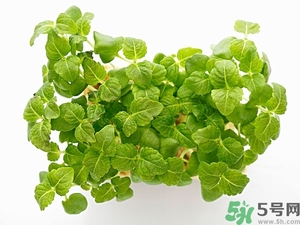紫蘇葉是什么東西？紫蘇葉的功效與作用及禁忌