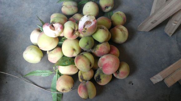 野桃子能吃嗎？野桃子核的功效與作用