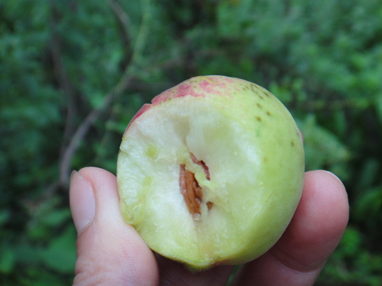 野桃子能吃嗎？野桃子核的功效與作用
