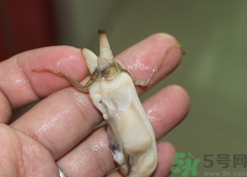 蟶子肚子里黑的能吃嗎？蟶子肚子里黑的是什么？