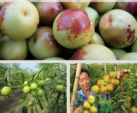 冬棗什么時(shí)候上市？冬棗是什么季節(jié)的？