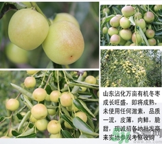 冬棗可以煮著吃嗎？煮冬棗有白色的東西可以吃嗎？