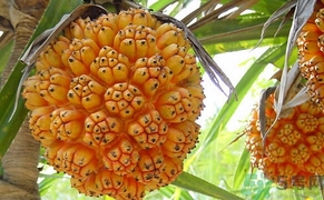 山菠蘿怎么吃?山菠蘿的功效與作用 山菠蘿怎么吃?山菠蘿的功效與作用