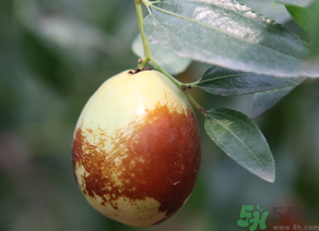 鮮棗怎么吃？鮮棗怎么吃有營(yíng)養(yǎng)價(jià)值？