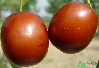 新鮮紅棗補(bǔ)血嗎？吃新鮮紅棗補(bǔ)血嗎？
