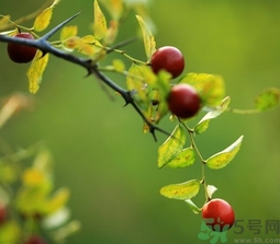 酸棗什么時候成熟？酸棗什么時候上市？
