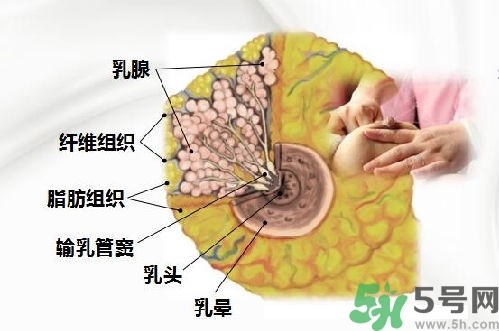 乳汁是怎樣形成的？怎樣才能讓乳汁更多？