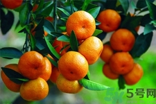 孕婦可以吃橘子嗎？孕婦吃橘子對(duì)胎兒有什么好處？