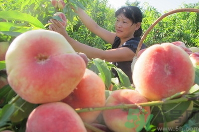 蟠桃孕婦可以吃嗎？蟠桃和水蜜桃的區(qū)別
