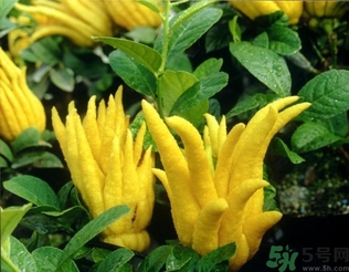 佛手果孕婦可以吃嗎？佛手果的功效與作用