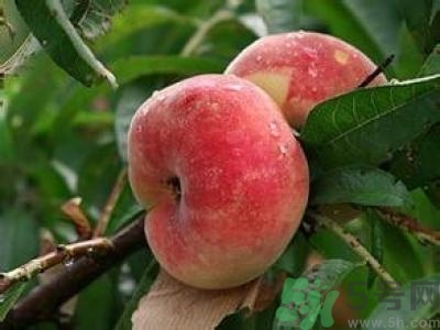 蟠桃孕婦可以吃嗎？蟠桃和水蜜桃的區(qū)別