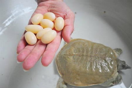 小孩能吃甲魚嗎？小孩能吃甲魚蛋嗎？