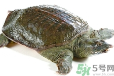 甲魚怎么殺？甲魚怎么處理？