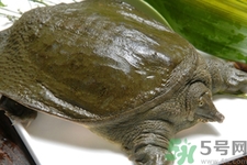 甲魚怎么吃最有營養(yǎng)？甲魚怎么吃最補身體？