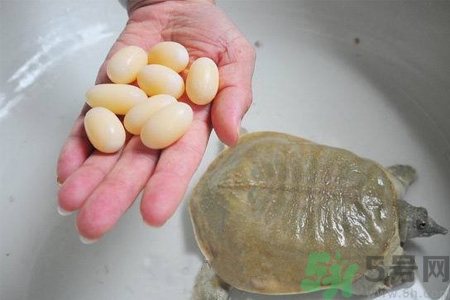 甲魚蛋能吃嗎？甲魚蛋怎么做好吃？