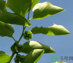 柿子葉怎么去斑？柿子葉祛斑偏方