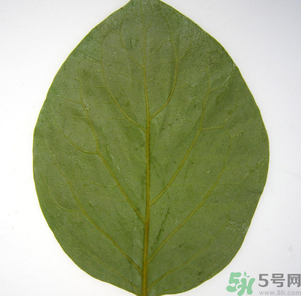 柿子葉能治糖尿病嗎？柿子葉茶能降血糖嗎？