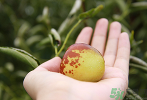 坐月子可以吃鮮棗嗎？產(chǎn)婦可以吃鮮棗嗎？