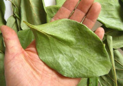 柿子葉能治糖尿病嗎？柿子葉茶能降血糖嗎？