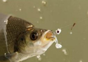 煮熟的玉米能釣魚嗎？煮熟的玉米能直接釣魚嗎？