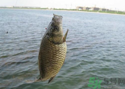 秋天釣魚用什么餌料？秋季釣魚用什么餌料好？