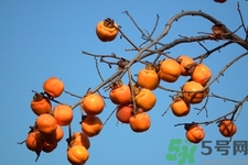 柿子變軟還能吃嗎？柿子變軟是壞了嗎？