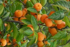 脆柿子哪個(gè)季節(jié)的？脆柿子什么時(shí)候吃最好？