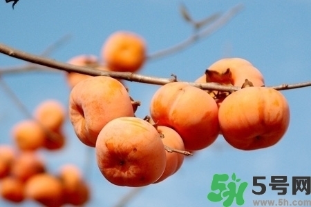 脆柿子是怎么做好吃？脆柿子的制作方法