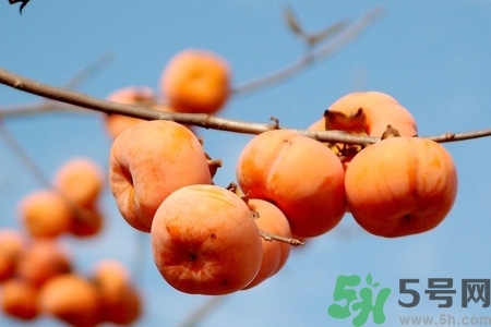 軟柿子和硬柿子能經(jīng)常吃嗎？脆柿子和軟柿子的區(qū)別
