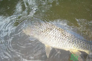 秋天釣魚用腥還是香？秋天釣魚用什么味型餌料？