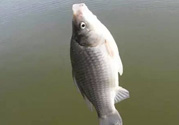 秋天釣鯽魚用什么餌料？秋天釣鯽魚用什么味餌？