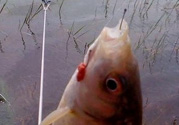 秋天釣魚(yú)用腥還是香？秋天釣魚(yú)用什么味型餌料？
