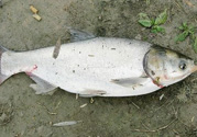 十月份可以釣魚嗎？十月份釣魚用什么餌料？