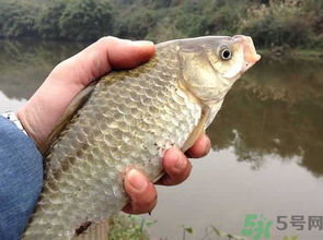 十月份釣鯽魚用什么餌？十月份釣鯽魚用什么餌料好？
