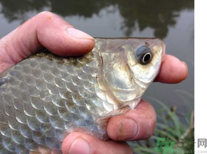 十月份釣鯽魚用什么餌？十月份釣鯽魚用什么餌料好？