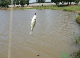 秋天釣魚深水還是淺水？秋天釣魚釣深水還是淺水？
