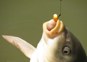 秋天釣魚用什么小藥？秋天釣魚小藥搭配