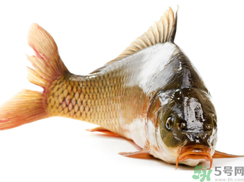 秋天釣鯉魚用什么小藥？秋天黑坑釣鯉魚用什么小藥？