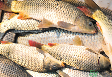 秋天釣鯉魚用什么小藥？秋天黑坑釣鯉魚用什么小藥？