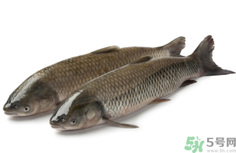 十月份草魚好釣嗎？十月份怎么釣草魚？