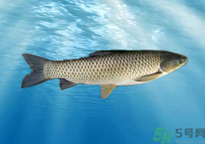 十月份草魚好釣嗎？十月份怎么釣草魚？