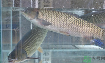 十月份草魚好釣嗎？十月份怎么釣草魚？