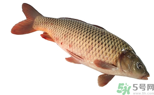 十月份可以釣鯉魚嗎？十月份釣鯉魚用什么餌？