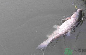 秋天釣草魚用什么餌？秋季釣草魚用什么餌最好？ 